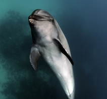 Bottle Noose Dolphin