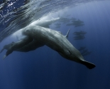 Sperm Whale & Pilot Whales Whale