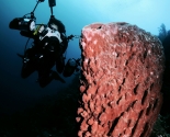 Sponge - Wakatobi