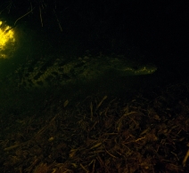 Crocodile' s Cave