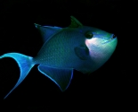 Red - Tooth Trigger Fish