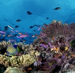 Reef Life - Tonga