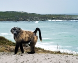 Olive baboon 