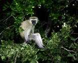 Vervet monkey 