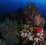 Reef Life - India