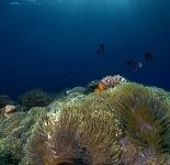 Reef Life - Tonga